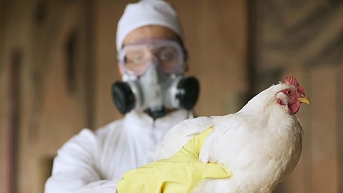 Gripe aviar en Argentina: el Senasa confirmó el primer caso en Neuquén