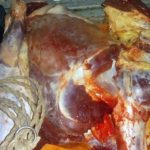Pilcaniyeu: secuestraron 170 kilos de carne de caballo carne