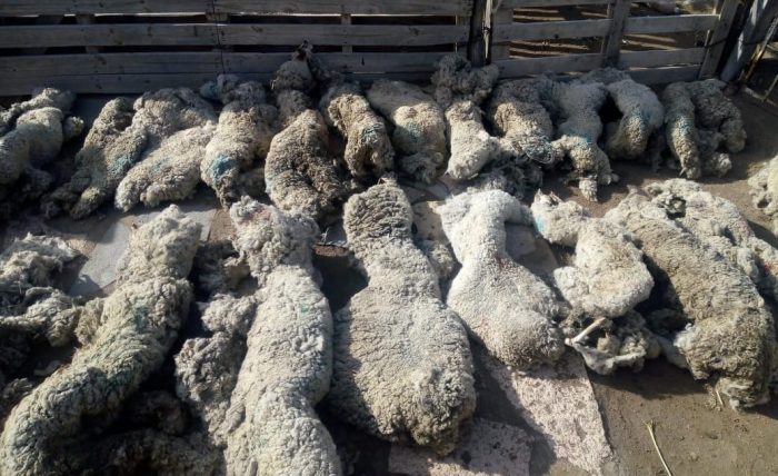 Los Menucos: perros matan más de 30 animales en el paraje Choique Mahuida