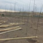 Jacobacci abre las inscripciones para la entrega de 250 árboles ARBOLES