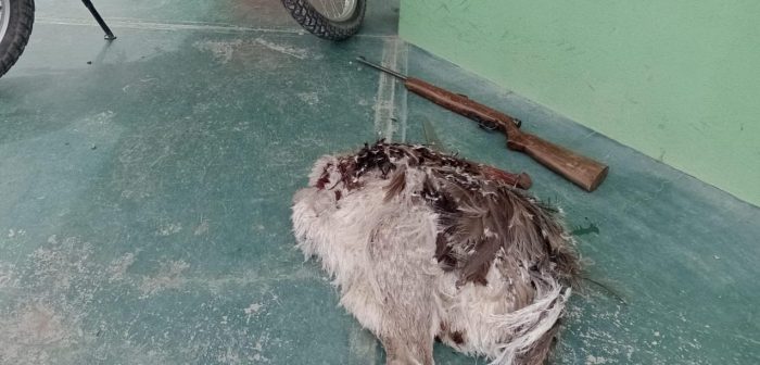 Los Mencuos: La Brigada Rural secuestró animales transportados de manera irregular