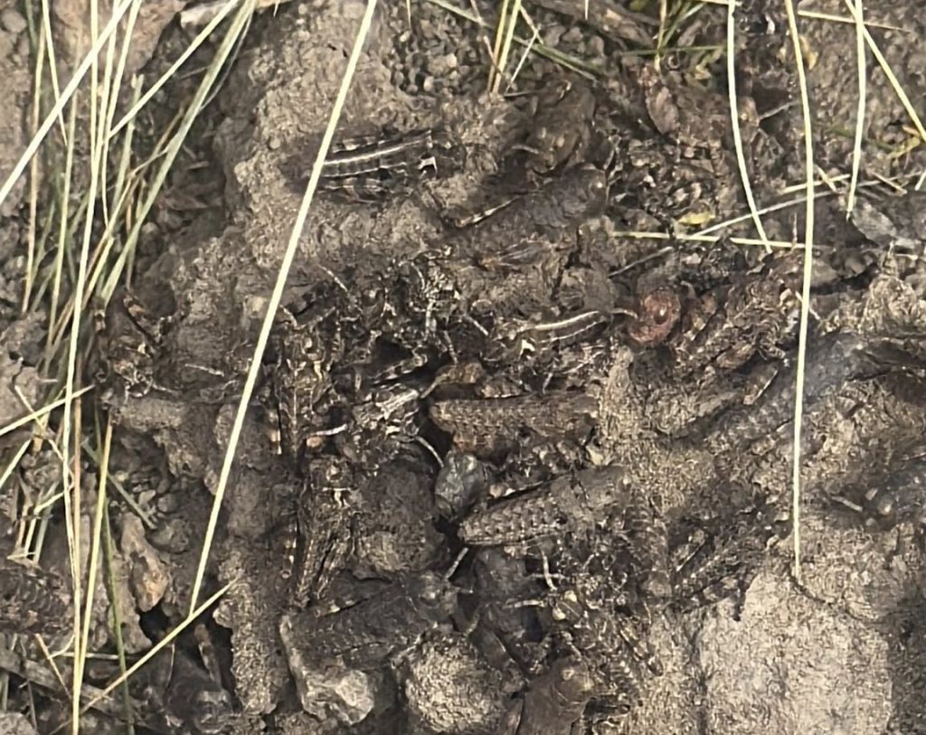 Mientras el SENASA declara la alerta, las tucuras ya golpean fuerte en la meseta