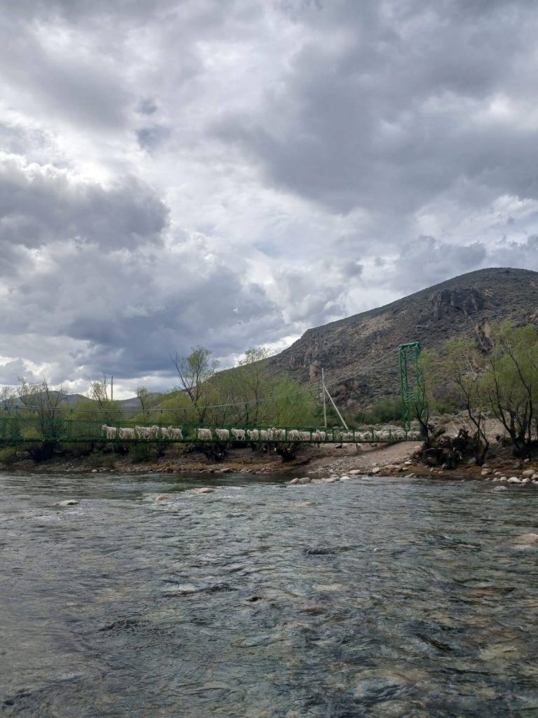 Vecinos del Paraje Arroyo Las Minas cruzan su ganado por el nuevo puente sobre el río Chubut