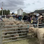 COMALLO EXPO GANADER