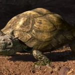 tortuga djdj