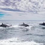 delfindfj