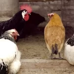 gallinjjdjd
