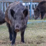 Río Negro moderniza su Ley de Carnes con nuevas proteínas animales jabali
