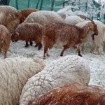 nieve animales
