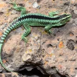 Río Negro será sede de un congreso nacional clave sobre biodiversidad lagarti