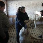 CURSO OVINO OVEJ
