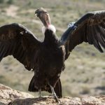 condor 1